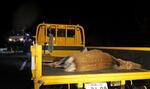 　国道でワゴン車と接触して死んだ雌のエゾシカ＝２０２２年１０月２６日午後７時３０分ごろ、北海道標茶町
