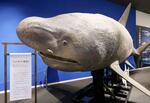 　「シャークミュージアム」に展示されているウバザメのオブジェ＝３月２６日、宮城県気仙沼市