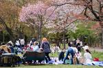 　札幌市の桜の名所・円山公園で花見を楽しむ人たち＝２８日午後