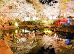 ライトアップされ、打吹公園内の羽衣池に映し出されるソメイヨシノ＝２日夜、倉吉市仲ノ町