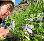 薄紫色の花を咲かせた希少植物のカザグルマ＝２５日、鳥取県米子市久米町の湊山