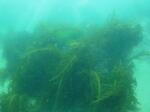 　天然の藻場＝２０２２年６月、岩手県中部海域（岩手県提供）