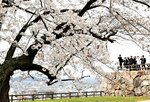 花曇りの下で桜を楽しむ若者たち＝５日、鳥取市東町２丁目の鳥取城跡
