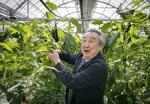 　高知大のビニールハウスでナスの栽培を説明する北野雅治。「日本には使われずに眠っている作物の研究データがたくさんある。それをＡＩで活用できればさらに発展できる」＝２０２４年１月、高知県南国市