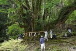  カツラの巨木に新しいしめ縄を取り付ける地域住民＝２５日、鳥取市河原町北村 