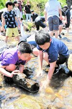 水の中に入ってヤマメを探す子どもたち＝４日、香美町小代区秋岡の矢田川