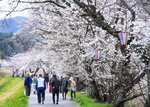 土手沿いをあでやかな桜色に染め上げるソメイヨシノ＝２日、南部町法勝寺