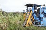 　刈り取りが行われているサトウキビ畑＝３月、沖縄県・久米島