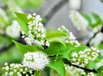 穂状の白い花を咲かせたウワミズザクラ＝２３日、香美町村岡区和池の木の殿堂
