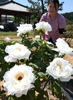 大輪の花を咲かせるボタン＝１９日、湯梨浜町の中国庭園燕趙園