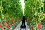 　軒高が６メートルある大型のハウスで栽培される四万十みはら菜園のトマト＝２０２４年１月、高知県四万十町