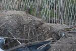 　ミャンマー北西部チン州タインゲンの国軍陣地にあった落とし穴。竹やりが備えてある＝３月１０日撮影（共同）