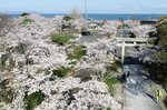 鳥居を囲むように咲き乱れる名和神社の桜。北側には日本海が広がる＝３日、鳥取県大山町名和