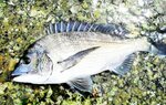 チヌは台風後の荒食いが見込める代表格