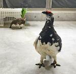 　長野県大町市の大町山岳博物館で飼育されているライチョウのつがい（市立大町山岳博物館提供）