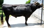 昨年病死した「白鵬８５の３」。県は後継種雄牛造成などに注力する（鳥取県提供）
