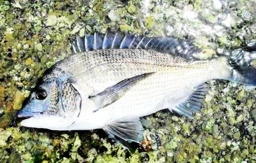 チヌは台風後の荒食いが見込める代表格
