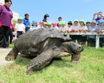 園児らが見守る中、園庭の飼育スペースに移された「だいちくん」＝１４日、米子市新開４丁目のかいけ心正こども園