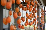  のれんのようにつるされた「つるし柿」＝６日、鳥取県南部町法勝寺 