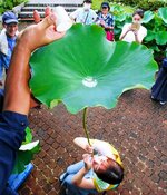 ハスの葉に注がれた水を味わう参加者