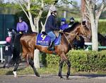　タスティエーラ＝４月、美浦トレーニングセンター