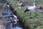 鳥取にある「野鳥の楽園」を追った