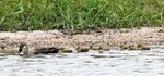 親鳥と一緒に泳ぐひなたち＝１８日、米子市彦名新田の米子水鳥公園