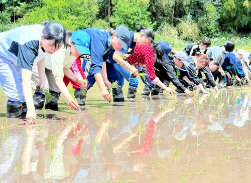 紙マルチに指で穴を開けながら苗を植え付けていく学生ら