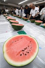 糖度、大きさ、食味とも上々の仕上がりとなった鳥取スイカ＝２７日、鳥取県北栄町由良宿の県園芸試験場