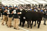 「花の６区」と呼ばれる総合評価群・種牛の部で審査を受ける鳥取県チーム＝１０月９日、鹿児島県霧島市