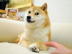 　インターネット上で広まった柴犬「かぼす」の写真＝２０１０年撮影（佐藤敦子さん提供・共同）