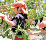 ビワの収穫に挑戦する園児ら