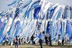 　東日本大震災で被災した宮城県東松島市で開かれた「青い鯉のぼりまつり」。能登半島地震の被災地など全国から集まった約５５０匹のこいのぼりが元気よく空を泳いだ＝５日午後