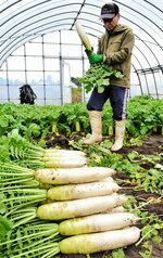 出荷の最盛期を迎えている「ゆきっこ大根」＝１８日、倉吉市国府