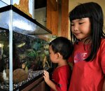 ユニークな生態のキノボリウオを観察する子どもたち＝５日、鳥取市賀露町西３丁目のとっとり賀露かにっこ館