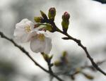　全国で開花が最も早かった高知市のソメイヨシノ（標本木）＝３月23日