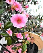 約１カ月遅れて見頃を迎えたウラクツバキ＝３日、八頭町福地の大樹寺
