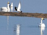 河口で休むコハクチョウなどの野鳥