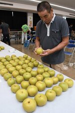 出来栄えや出荷基準を確認する生産者＝３０日、北栄町の県園芸試験場