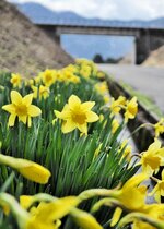 風に揺れて　青下集落に続くバイパス道路沿いに植えられているスイセン。日当たりのいい場所でようやく開花＝新温泉町岸田