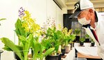 色とりどりのエビネが並ぶ会場＝４日、米子市公会堂