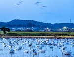 水を張った田んぼをねぐらにするコハクチョウ＝５日午後５時４０分ごろ、島根県安来市飯生町