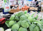 通常より小ぶりなサイズのキャベツが並ぶ売り場＝２７日、鳥取市湖山町北６丁目のエスマート湖山店