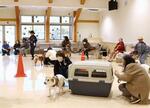 　譲渡された犬と飼い主を集め開かれた「同窓会」＝１１月、秋田市