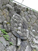 石垣に潜む亀石