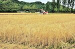 麦の穂が黄金色となり「麦秋」シーズンが到来。刈り取り作業が始まりそのシーズンは短い＝２２日、鳥取県倉吉市古川沢