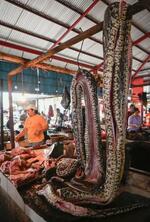 　ニシキヘビなどを売る市場＝３月、インドネシア・トモホン（共同）