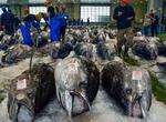　境港に水揚げされたクロマグロ＝２１日午前、鳥取県境港市