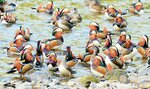 越冬のため日野川に飛来したオシドリ＝１日、鳥取県日野町根雨の日野川