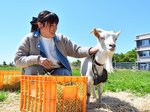 鳥取環境大で飼育されているヤギとヤギ部員